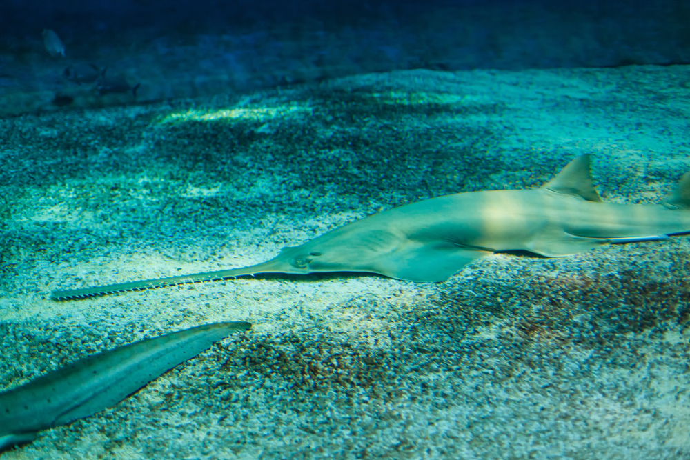 Sawfish, a type of Maui marine life you could see on a snorkeling tour, swimming underwater