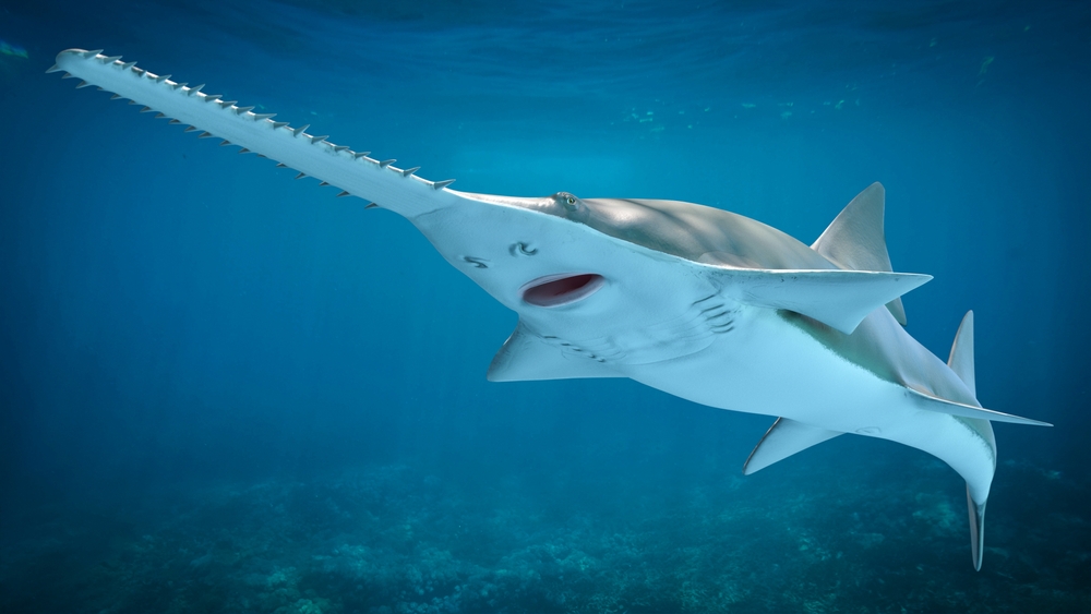 The majestic sawfish, Hawaiian marine life