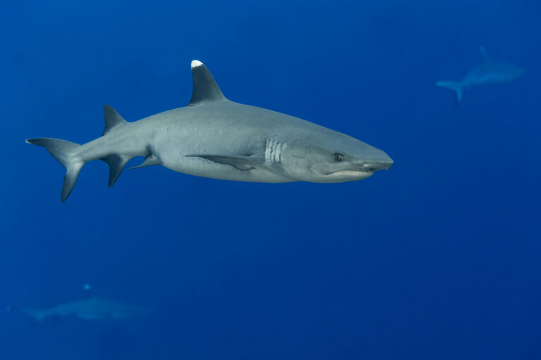 Wanted: Oceanic Whitetip Protection.