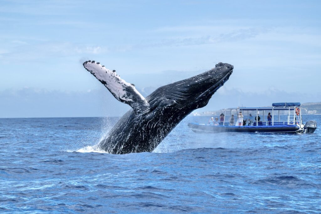 Whale sighting from a Friday whale watching tour off the coast of Maui