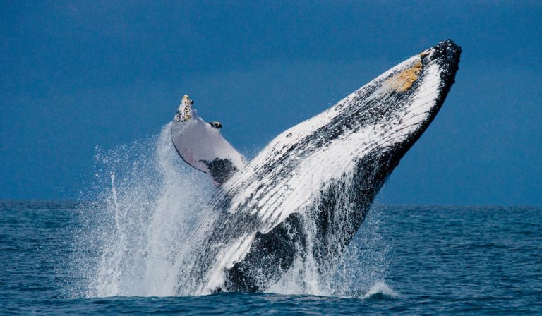 Maui whale watches!