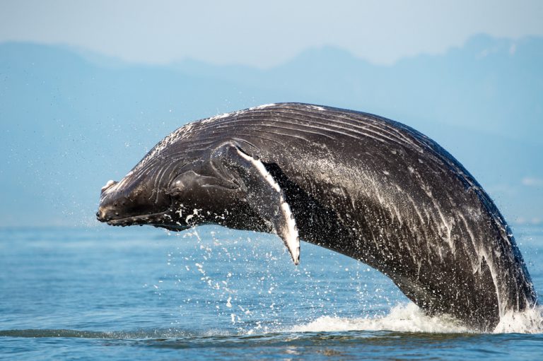Lahaina Whale Watches.