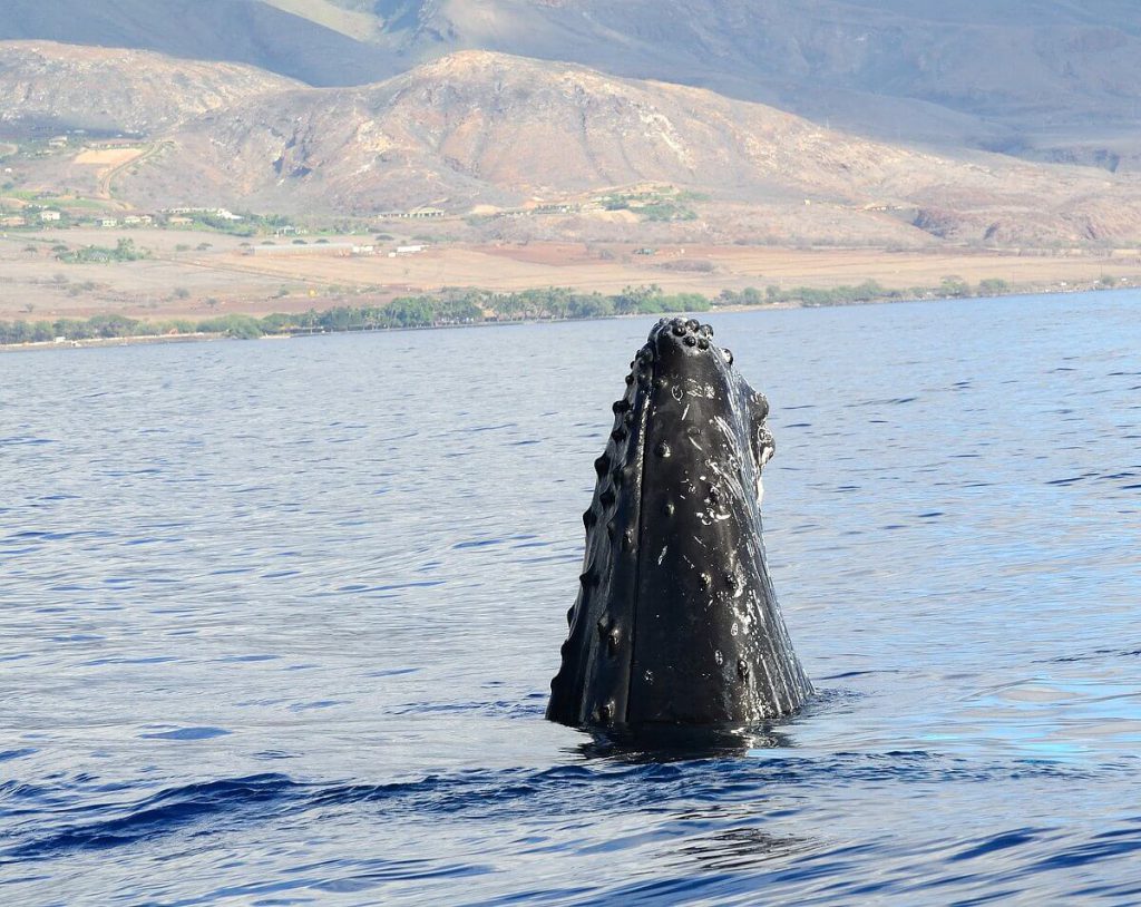 Humpback whale watching from Maui.