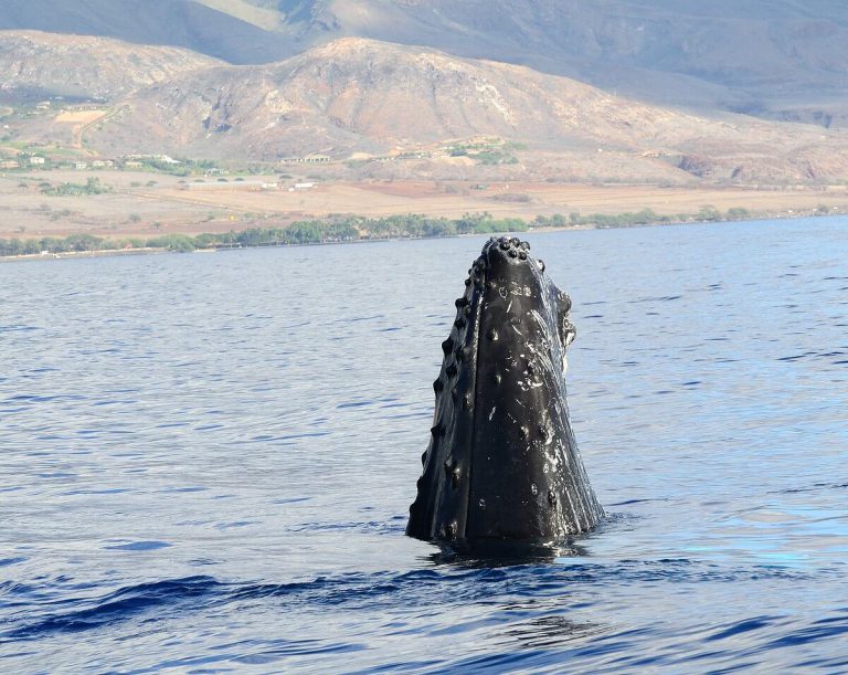 Humpback whale watching from Maui.