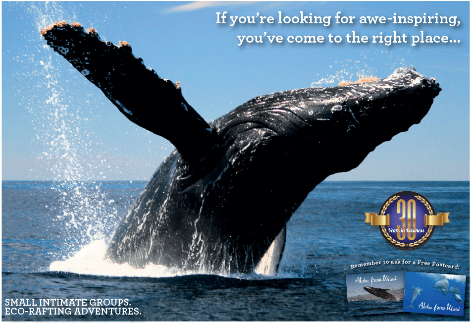 Maui’s best whale watching!