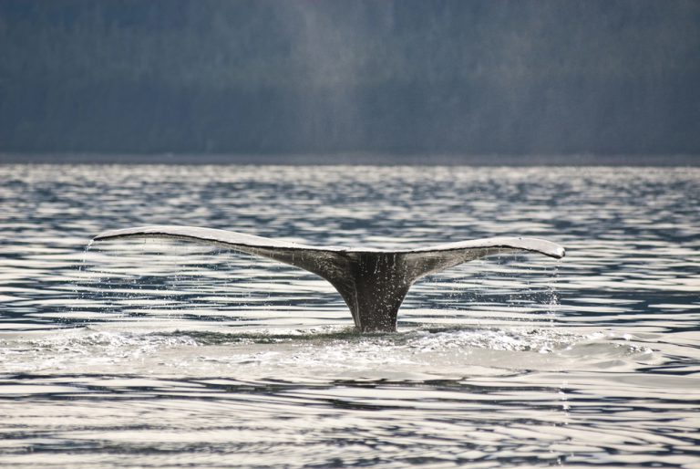 High-Speed Eco-Raft Whale Watching From Lahaina