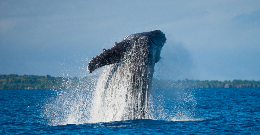 Maui snorkel tours!
