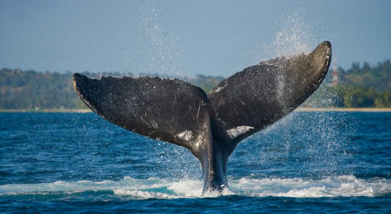 Humpback whales of Maui
