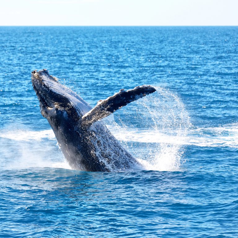 Maui whale watches. Have you ever wondered how whales sleep?
