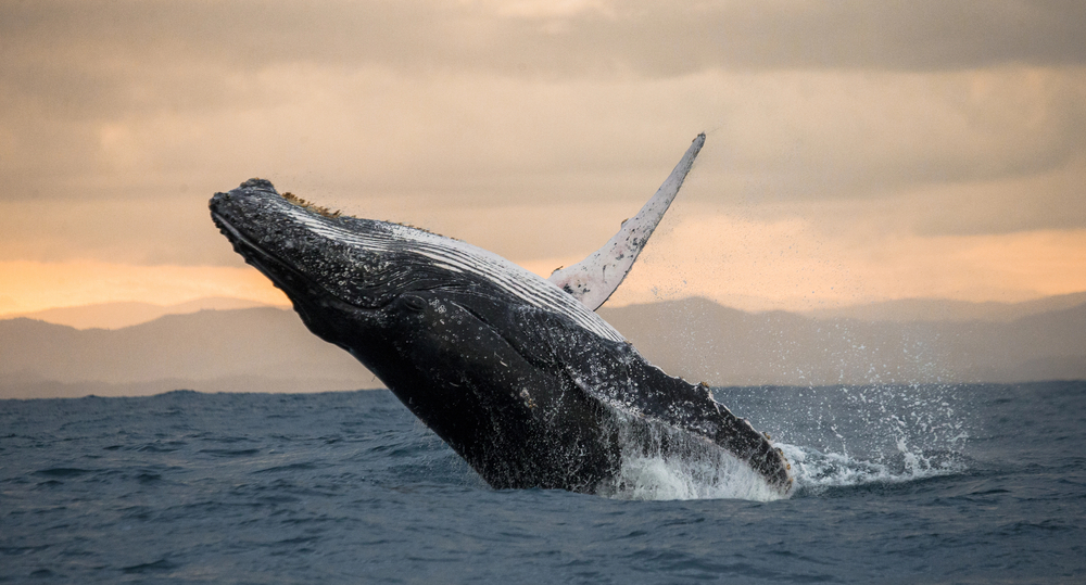 Whale watching from Lahaina, Hawaii