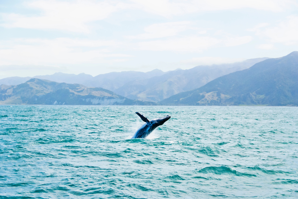 Jumping whale seen while humpback whale watching on Maui