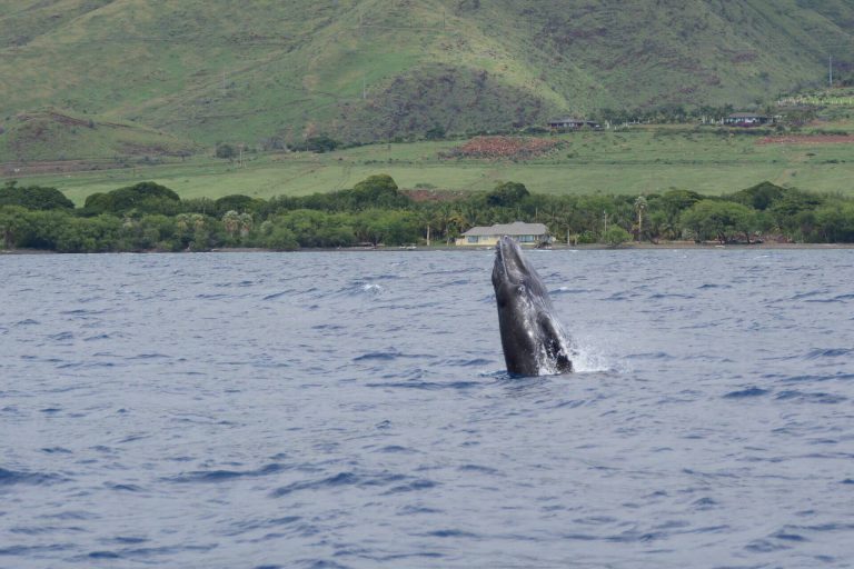 whale watching weather