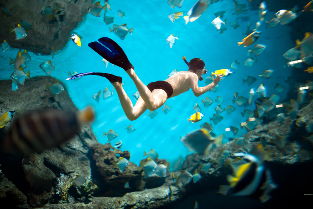 Maui Snorkeling Adventures!