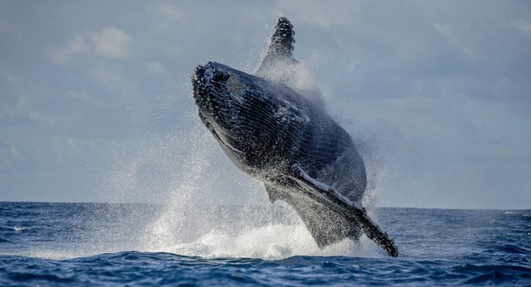 Maui Whale Watching!