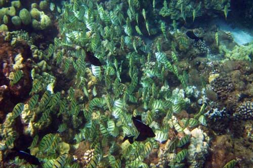 Snorkel shark fin on the island of Lanai