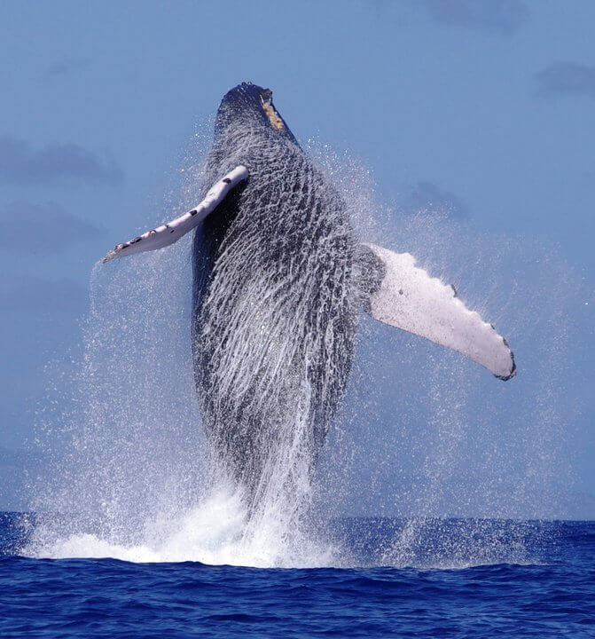 The first humpback whale of the season has been sighted!