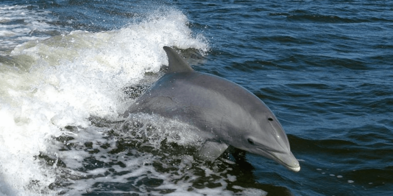 Kamaaina snorkeling tours