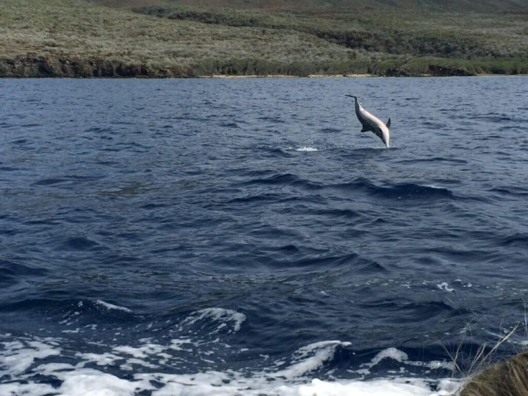 Maui Marine Life