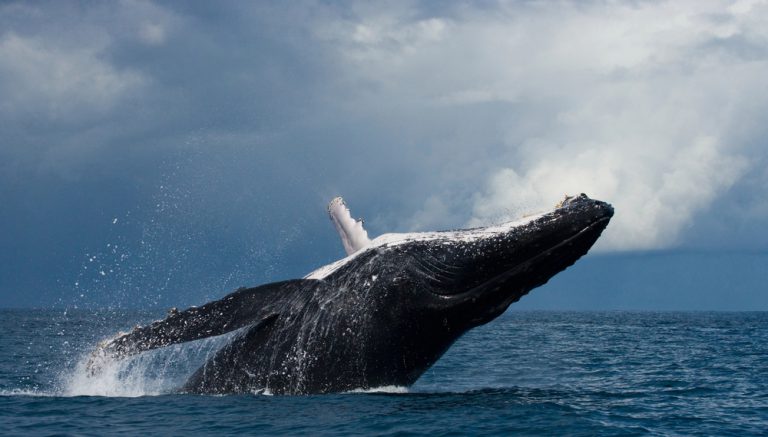 Lahaina whale watching season is here.