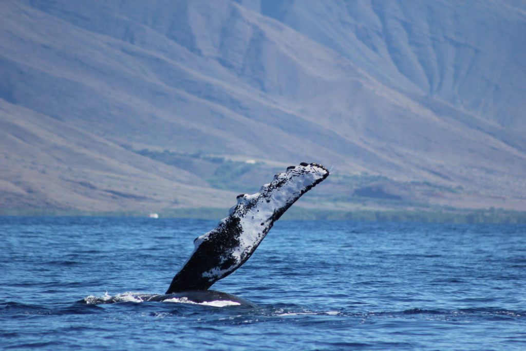 What Makes Maui Whale Watching So Good?