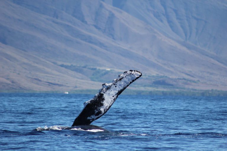 What Makes Maui Whale Watching So Good?