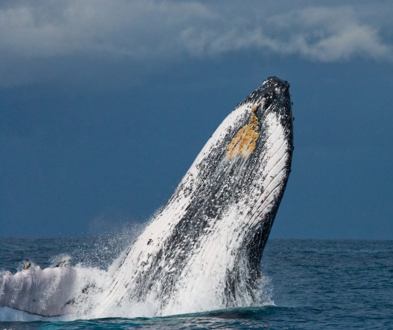 The best Maui whale watching tours take small groups far from the beaten path.