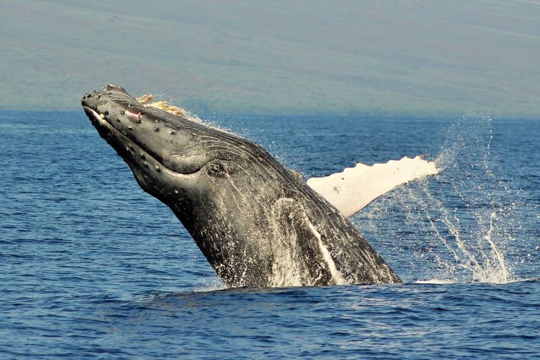 Whale watching from Lahaina is the best.