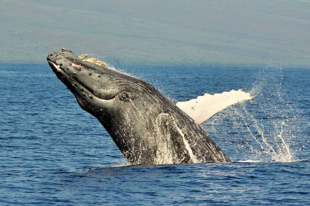 Maui snorkeling and whale watching tours, it’s never to early to plan your winter break.