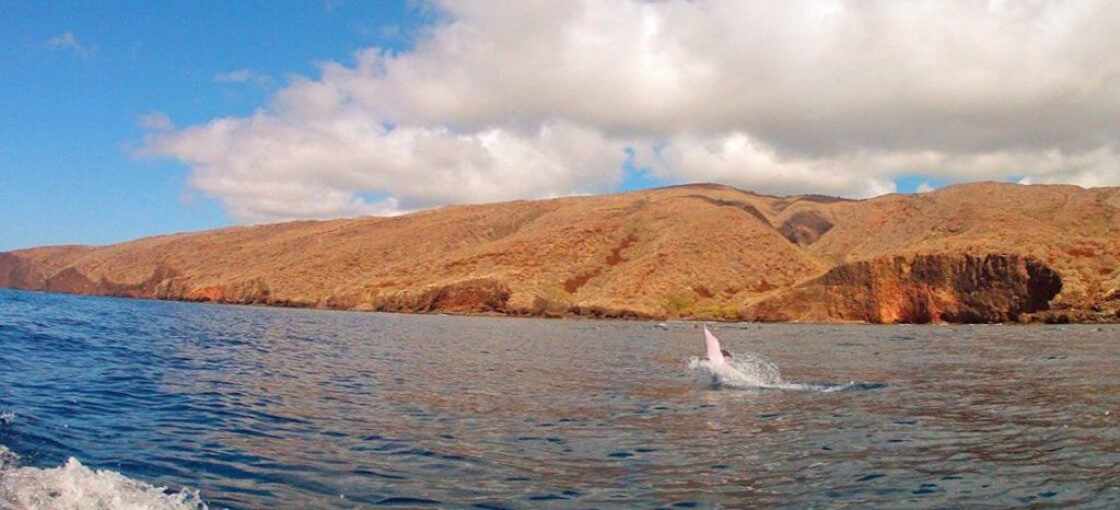 Ever wonder why the spinner dolphins spin?
