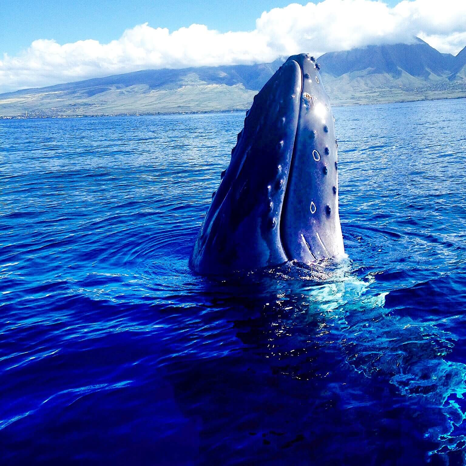 A humpback whale spyhopping off the coast of Maui