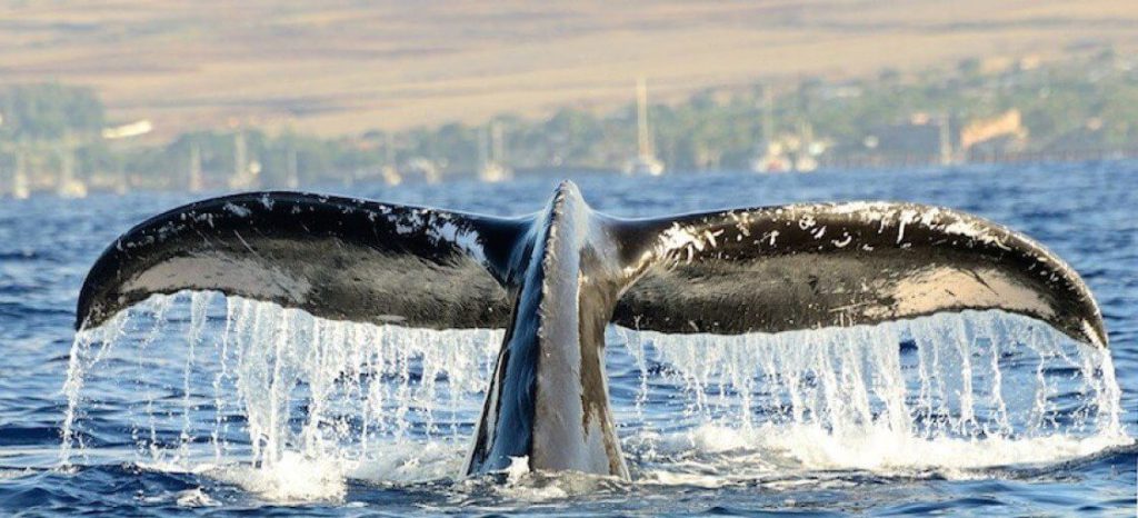We offer Maui whale watching from December until May, book now to secure a spot!