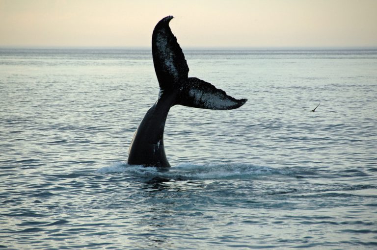 We offer sesonal Maui whale watching tours that leave conveniently from Maui’s Lahaina harbor.
