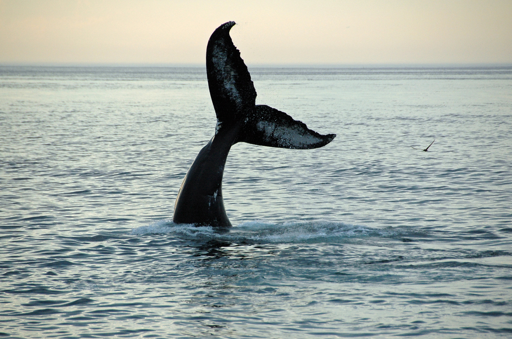 We offer sesonal Maui whale watching tours that leave conveniently from Maui’s Lahaina harbor.