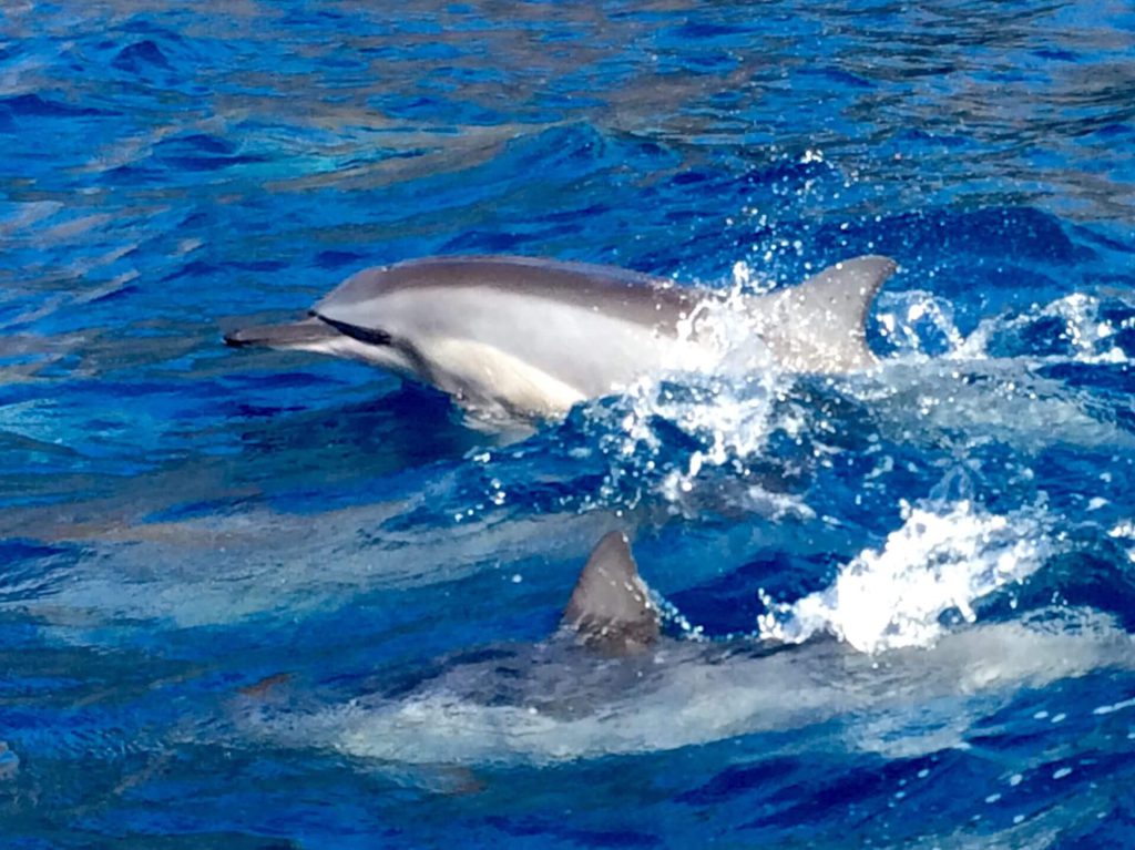 We offer half day Lanai snorkeling tours and seasonal whale watching as well as a full day tour and private charters.