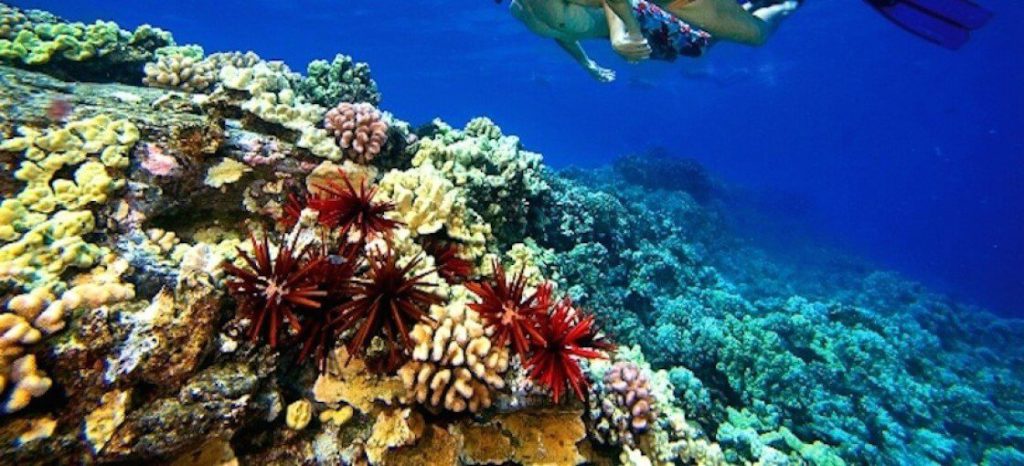 Maui’s best snorkeling!