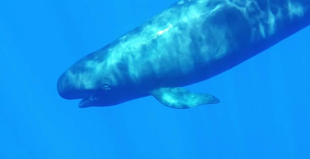 We came across a pair of false killer whales on our Lanai snorkeling tour!