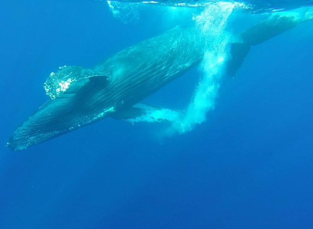 Who wants to go whale watching from Lahaina this Winter?