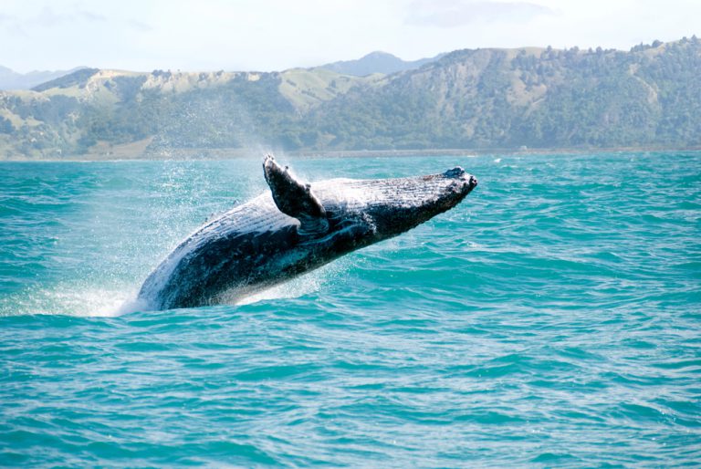 Maui whale watching trips are an inexpensive way to get up close and personal with these gentle giants.