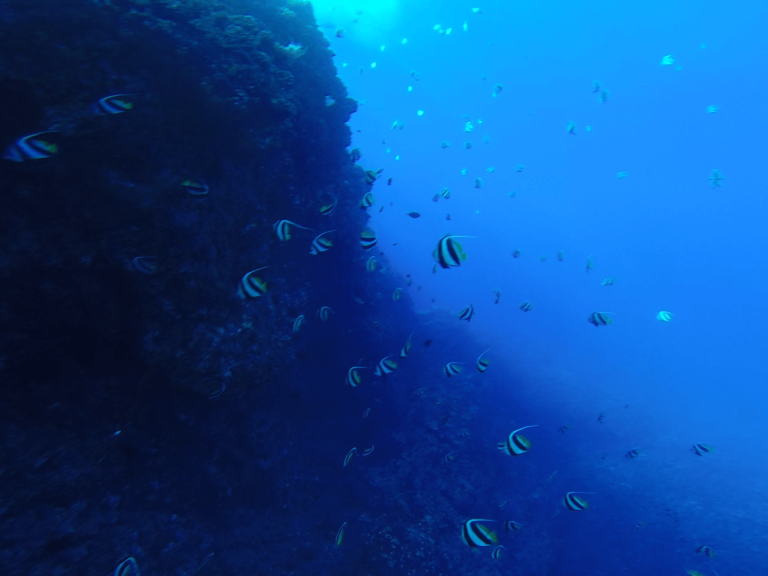Our Maui and Lanai snorkeling tours allow you to experience an amazing and very colorful variety of coral and fishes.