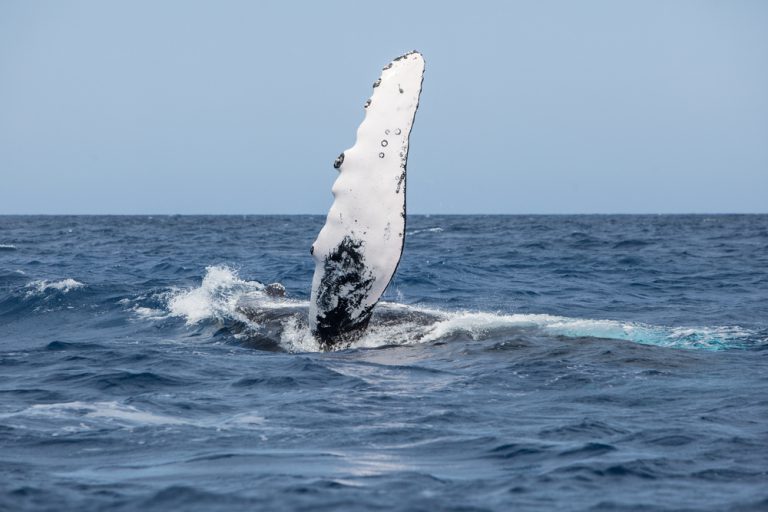 Join us year round for snorkeling and whale watching on Maui (December-May).
