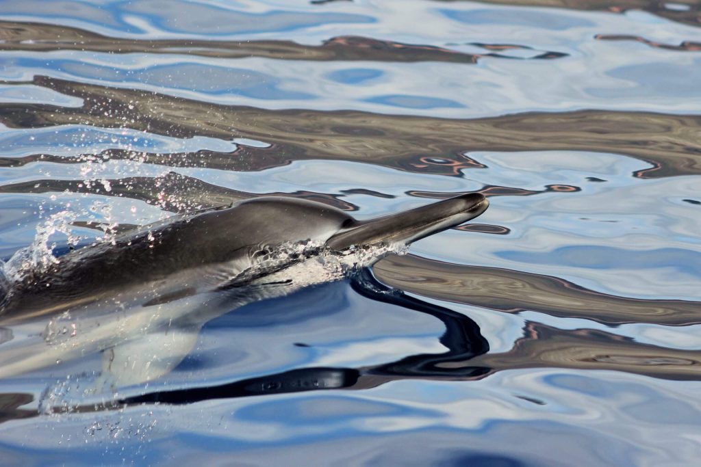 Our half day snorkeling tour includes dolphins, turtles, snorkeling and a super fun trip from Lahaina harbor to the pristine waters of Lana’i!