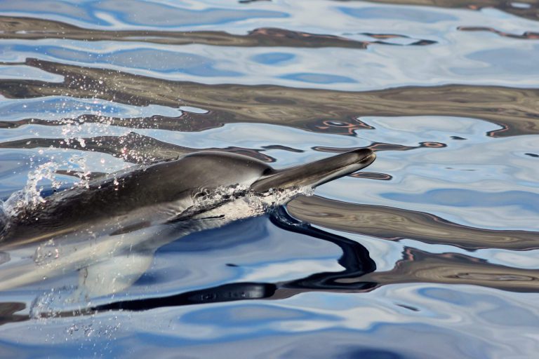 Our half day snorkeling tour includes dolphins, turtles, snorkeling and a super fun trip from Lahaina harbor to the pristine waters of Lana’i!