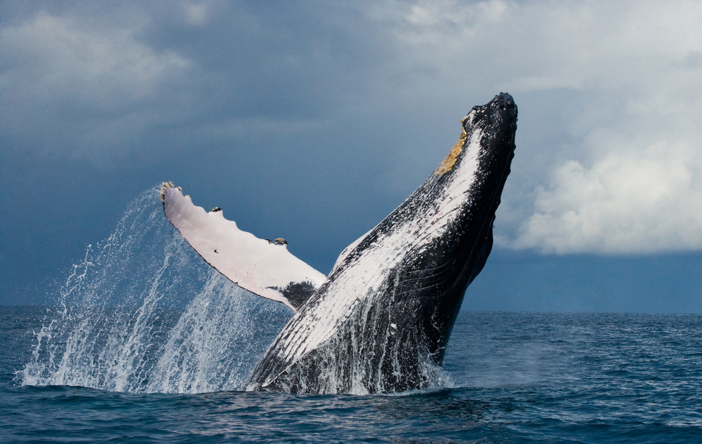 The Variety of Whale Watches from Lahaina