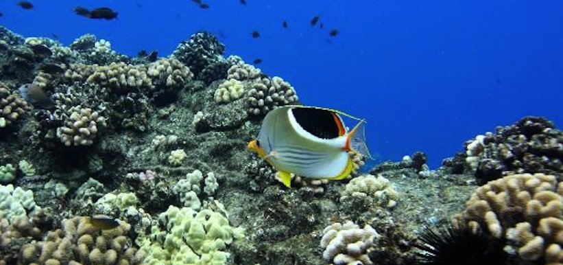 If you plan to snorkel Maui this year, let us take you far from any crowds. Lana’i is home to some of the worlds best snorkeling, and we can take you there!