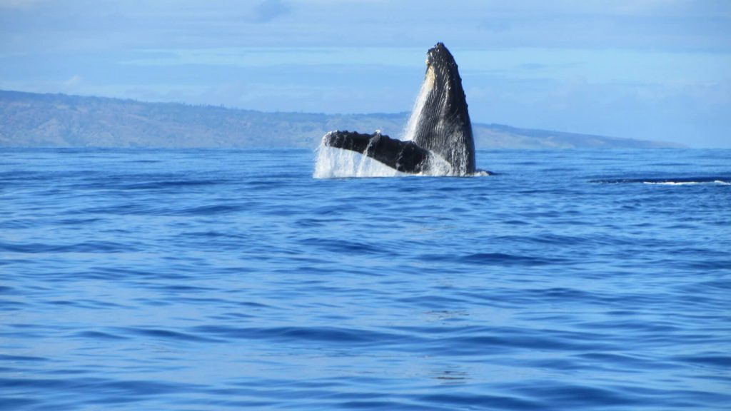 The holidays are here and the whales will begin to arrive in great numbers any day. If you are on Maui don’t forget, Maui whale watching tours begin december 15th!
