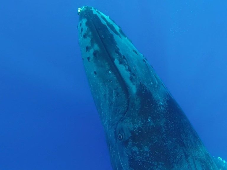 maui whale watching season is fast approaching!