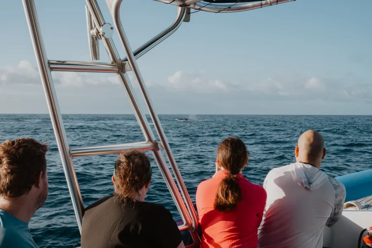 Winter break is just around the corner, why not take advantage of our Kama’aina rates and take the family for a Maui whale watch?
