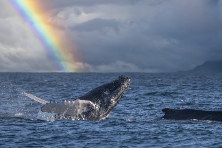 Winter break is just around the corner, why not take advantage of our Kama’aina rates and take the family for a Maui whale watch?