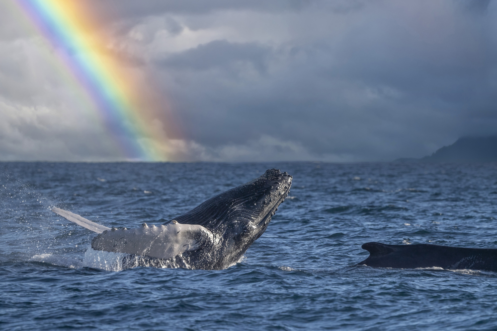 Winter break is just around the corner, why not take advantage of our Kama’aina rates and take the family for a Maui whale watch?