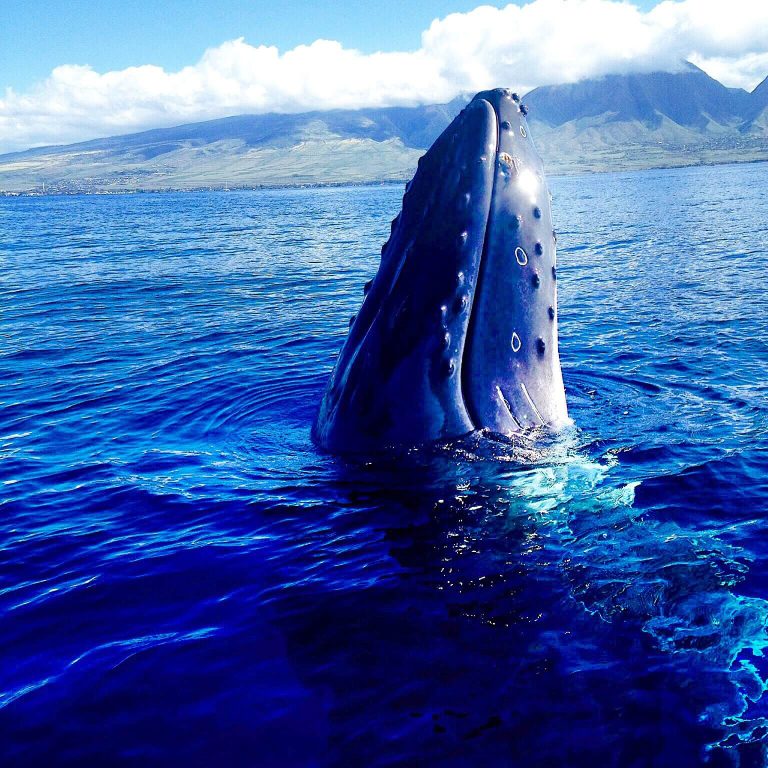 The Maui whale watching season has officially begun!